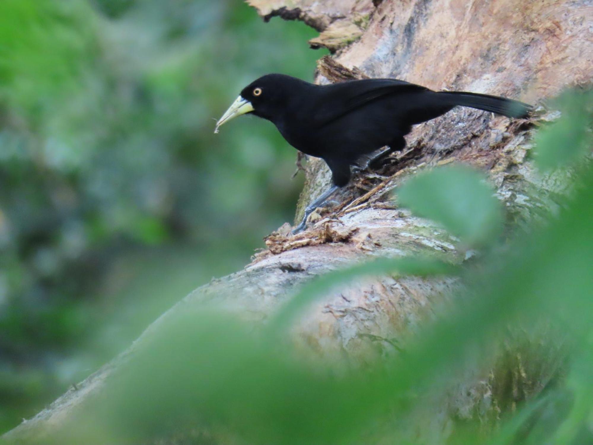 La Mariola - Finca Agroecologica El Castillo de La Concepción Kültér fotó