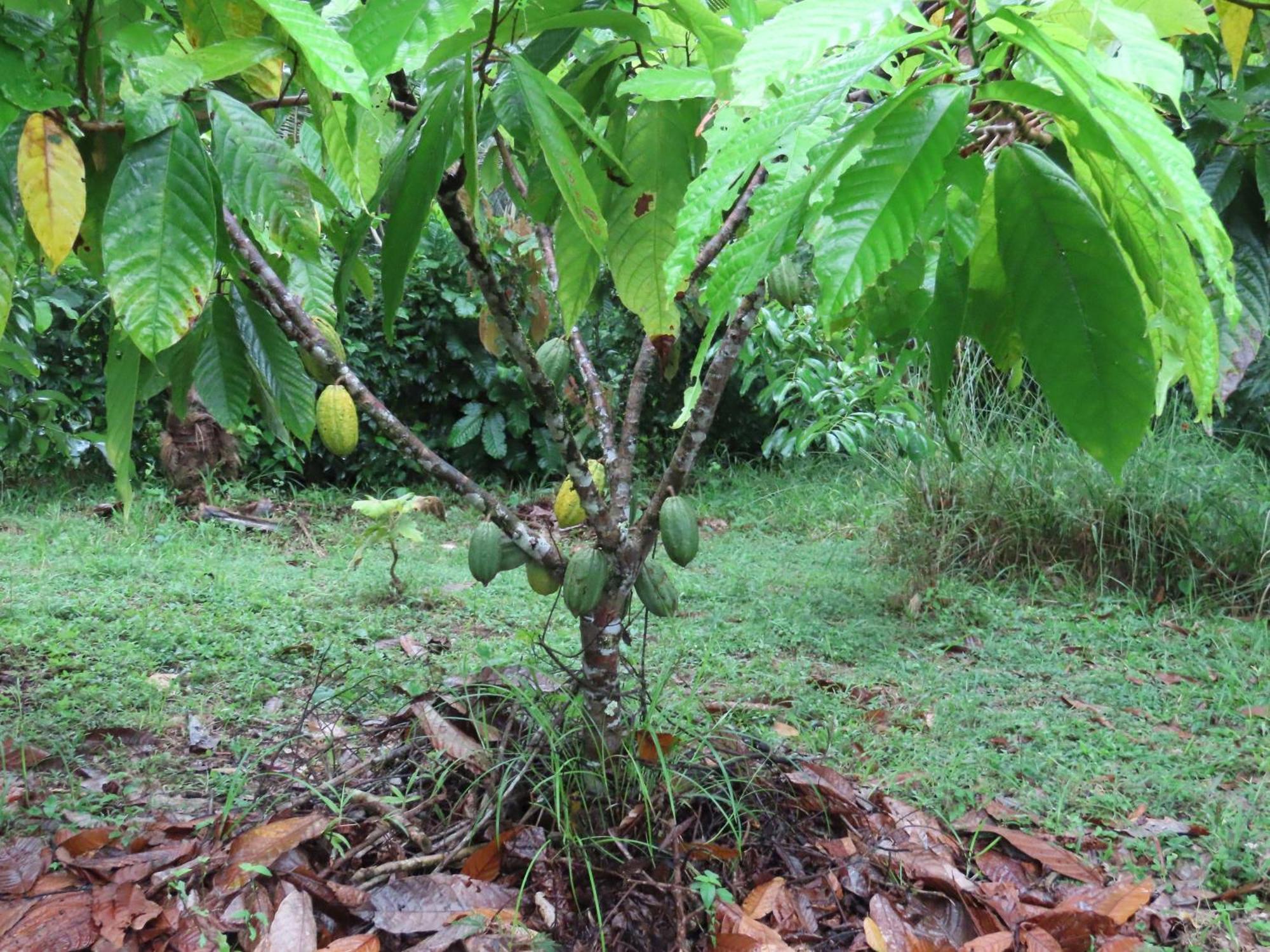 La Mariola - Finca Agroecologica El Castillo de La Concepción Kültér fotó